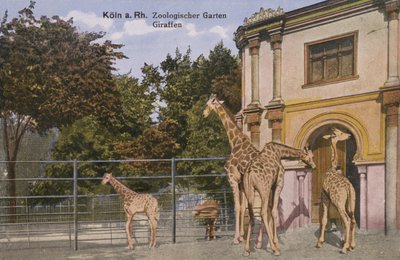 Zoológico de Colonia, Jirafas de Photographer German