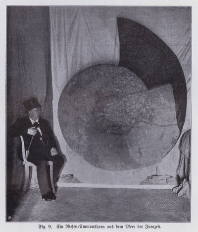 Fósil de un ammonite gigante, criatura marina del período Jurásico de Photographer German
