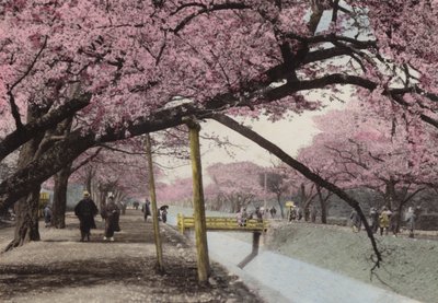 Japón, c.1912: Cerezos en flor en Koganei, cerca de Tokio de Photographer Japanese