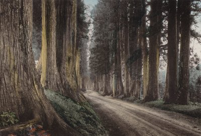 Japón, c.1912: Camino de Cryptomeria, Nikko de Photographer Japanese