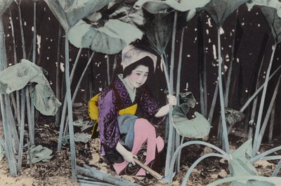 Japón, c.1912: Enorme Ruibarbo de Pantano, planta silvestre, Akita de Photographer Japanese