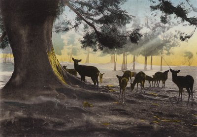 Japón, c.1912: Terreno del Templo Kasuga con ciervos mansos deambulando, Nara de Photographer Japanese