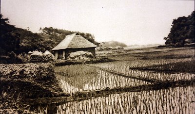 Campos de arroz en Japón de Photographer Japanese