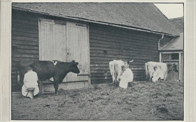 Ordeñando vacas, 1910 de Pictorial Agency