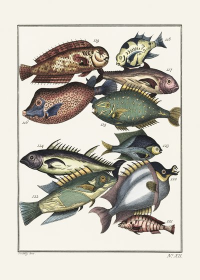 Peces exóticos (1767), de J. V. Schley de Pictufy