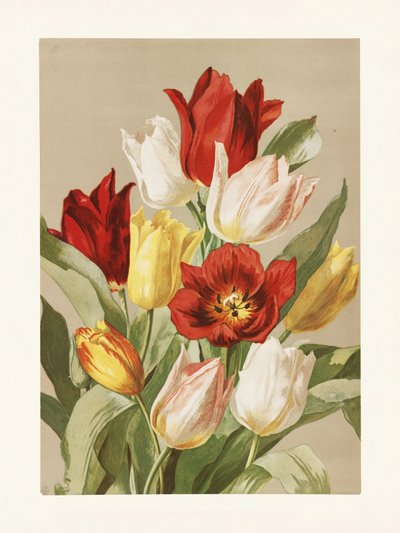 «Tulipanes», de Ellen Thayer Fisher de Pictufy