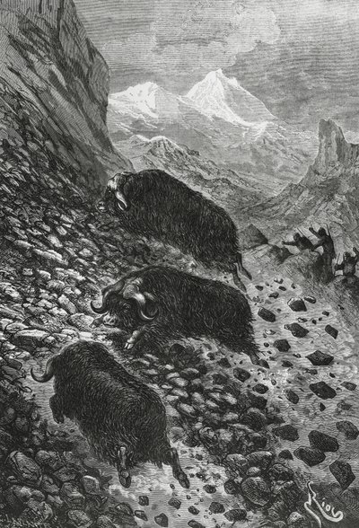 Bueyes almizcleros, xilografía de Edouard Riou de Blaise Nicolas Le Sueur