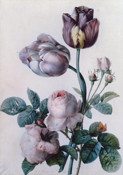 Una rosa de col, dos tulipanes, una pequeña mariposa de concha, pradera amarilla de Pierre Joseph Redouté