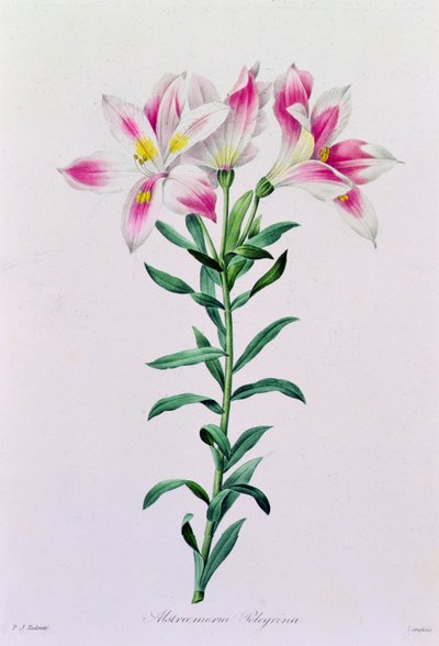 Alstroemeria Peregrina (grabado en color) de Pierre Joseph Redouté