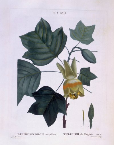 Árbol de tulipán americano (Liriodendron tulipifera), Henry Louis Duhamel du Monceau, placa botánica por Pierre Joseph Redouté de Pierre Joseph Redouté