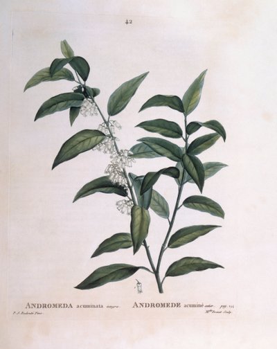 Andromeda acuminata, placa botánica de Pierre Joseph Redouté de Pierre Joseph Redouté