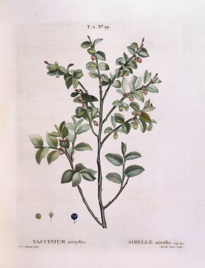 Arándano (Vaccinium myrtillus), placa botánica de Pierre Joseph Redouté de Pierre Joseph Redouté