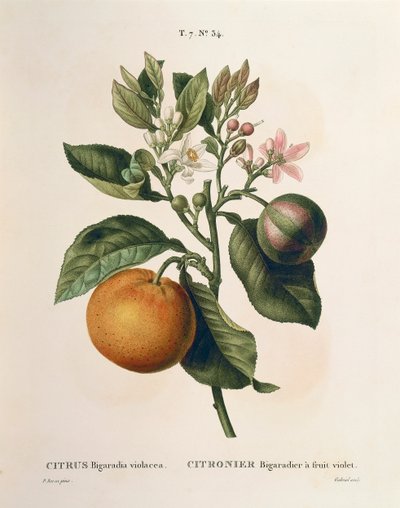 Naranja amarga (Citrus aurantium) con fruto violeta por Pierre Joseph Redouté (1759-1840) de Pierre Joseph Redouté