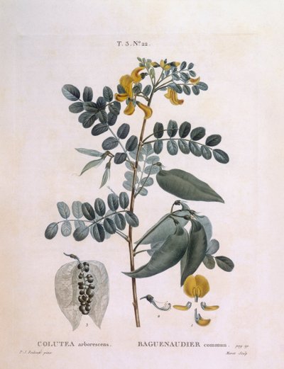 Sen de vejiga (Colutea arborescence), placa botánica de Pierre Joseph Redouté de Pierre Joseph Redouté