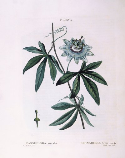 Flor de la pasión azul (Passiflora caerulea), placa botánica de Pierre Joseph Redouté de Pierre Joseph Redouté