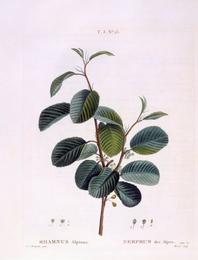 Espino cerval (Rhamnus alpinus), placa botánica de Pierre Joseph Redouté de Pierre Joseph Redouté