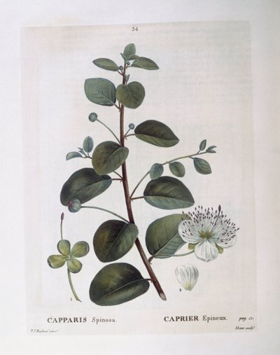 Alcaparra (Capparis spinosa), placa botánica de Pierre Joseph Redouté de Pierre Joseph Redouté
