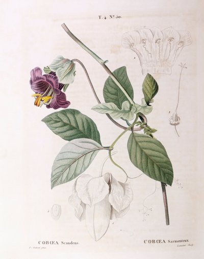 Vid de copa y platillo (Cobaea scandens), placa botánica por Pierre Joseph Redouté de Pierre Joseph Redouté