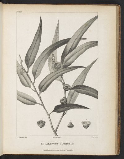 Eucalyptus Globulus de 