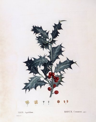 Acebo europeo (Ilex aquifolium), Henry Louis Duhamel du Monceau, placa botánica de Pierre Joseph Redouté de Pierre Joseph Redouté