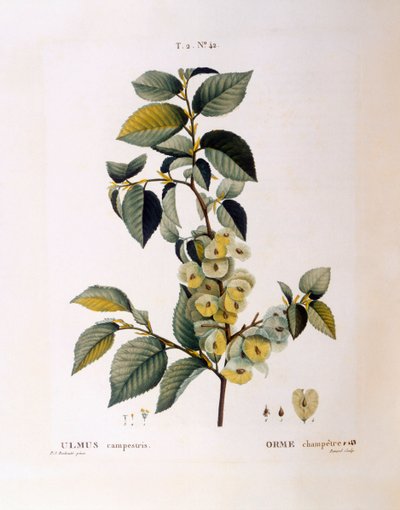 Olmo de campo (Ulmus campestris o minor), Henry Louis Duhamel du Monceau, placa botánica por Pierre Joseph Redouté de Pierre Joseph Redouté