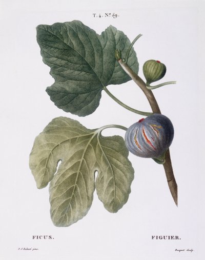 Higo (Ficus), Henry Louis Duhamel du Monceau, lámina botánica por Pierre Joseph Redouté de Pierre Joseph Redouté