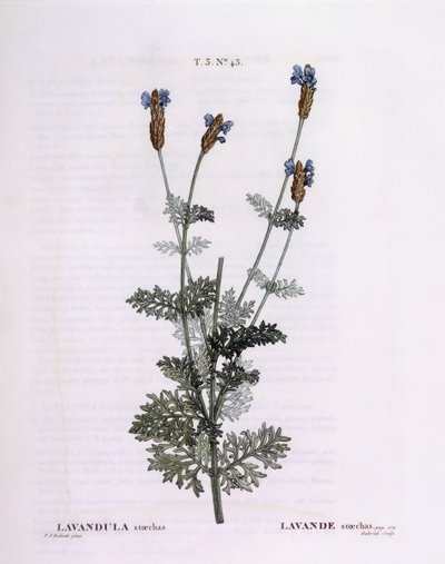 Lavanda francesa (Lavandula stoechas), Henry Louis Duhamel du Monceau, lámina botánica de Pierre Joseph Redouté de Pierre Joseph Redouté