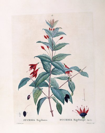 Fucsia (Fuchsia magellanica), placa botánica de Pierre Joseph Redouté de Pierre Joseph Redouté