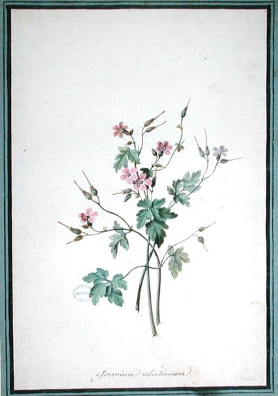 Geranio Robertianum de Pierre Joseph Redouté