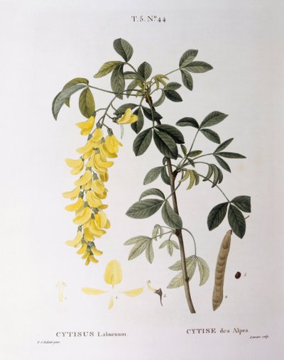 Cadena dorada (Cytisus laburnum), placa botánica de Pierre Joseph Redouté de Pierre Joseph Redouté