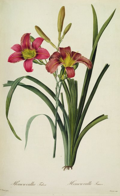 Hemerocallis fulva (lirio), de 