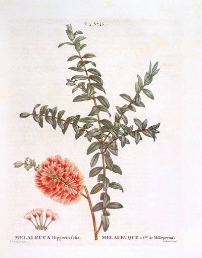Arbusto de colina (Melaleuca hypericifolia), placa botánica por Pierre Joseph Redouté de Pierre Joseph Redouté