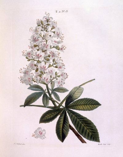 Castaño de Indias (Aesculus hippocastanum), Henry Louis Duhamel du Monceau, lámina botánica por Pierre Joseph Redouté de Pierre Joseph Redouté