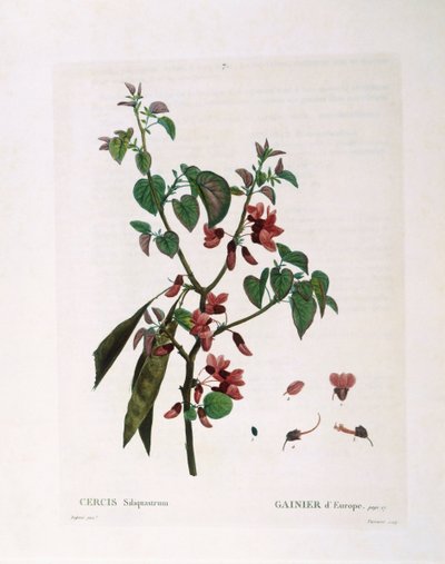 Árbol de Judas (Cercis siliquastrum), Henry Louis Duhamel du Monceau, placa botánica por Pierre Joseph Redouté de Pierre Joseph Redouté