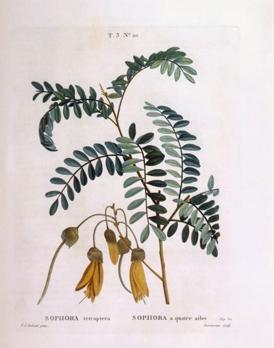 Kowhai (Sophora tetraptera o Edwardsia grandiflora), Henry Louis Duhamel du Monceau, placa botánica por Pierre Joseph Redouté de Pierre Joseph Redouté