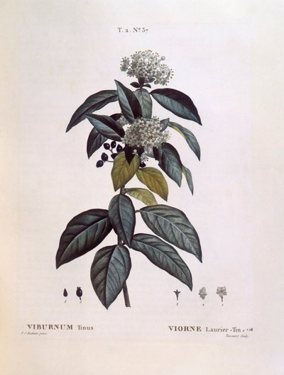 Laureola (Viburnum tinus), placa botánica de Pierre Joseph Redouté de Pierre Joseph Redouté