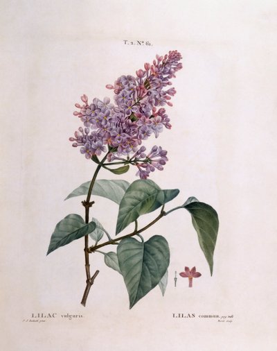 Lila (Syringa vulgaris), Henry Louis Duhamel du Monceau, placa botánica por Pierre Joseph Redouté de Pierre Joseph Redouté