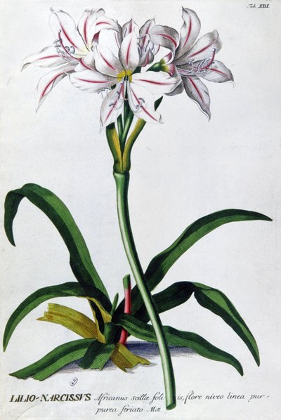 Lirio, Lilio Narciso de Pierre Joseph Redouté