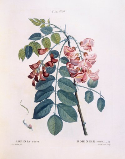 Langosta (Robinia rosea), placa botánica de Pierre Joseph Redouté de Pierre Joseph Redouté