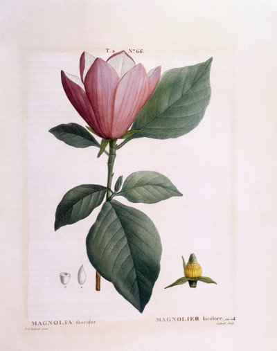 Magnolia (Magnolia discolour), Henry Louis Duhamel du Monceau, placa botánica por Pierre Joseph Redouté de Pierre Joseph Redouté