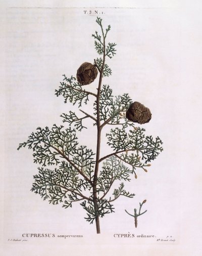 Ciprés mediterráneo (Cupressus sempervirens), placa botánica de Pierre Joseph Redouté de Pierre Joseph Redouté