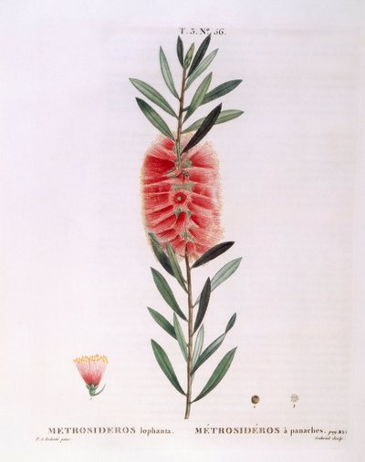 Metrosideros Lophanta, Henry Louis Duhamel du Monceau, placa botánica por Pierre Joseph Redouté de Pierre Joseph Redouté