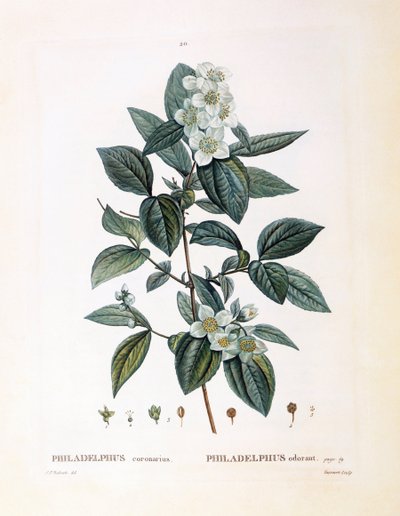 Falso jazmín (Philadelphus coronarius), placa botánica de Pierre Joseph Redouté de Pierre Joseph Redouté