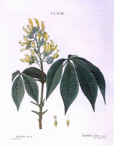 Pavia lutea, placa botánica de Pierre Joseph Redouté de Pierre Joseph Redouté