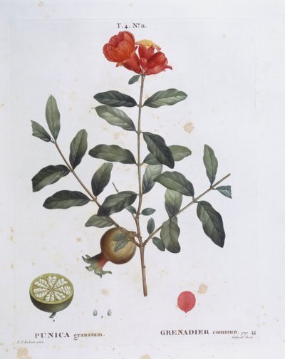 Granada (Punica granatum), placa botánica por Pierre Joseph Redouté de Pierre Joseph Redouté