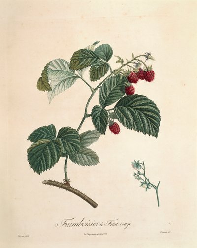 Frambuesa por Pierre Joseph Redouté (1759-1840) de Pierre Joseph Redouté
