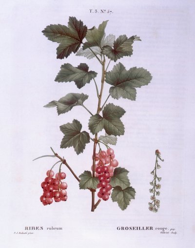 Grosella roja (Ribes rubrum), Henry Louis Duhamel du Monceau, placa botánica por Pierre Joseph Redouté de Pierre Joseph Redouté