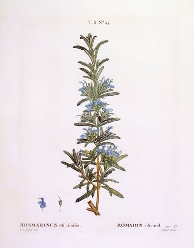 Romero (Rosmarinus officinalis), Henry Louis Duhamel du Monceau, placa botánica por Pierre Joseph Redouté de Pierre Joseph Redouté