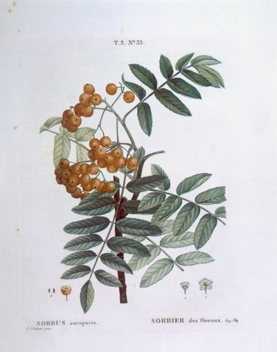 Serbal o fresno de montaña europeo (Sorbus aucuparia), Henry Louis Duhamel du Monceau, placa botánica por Pierre Joseph Redouté de Pierre Joseph Redouté