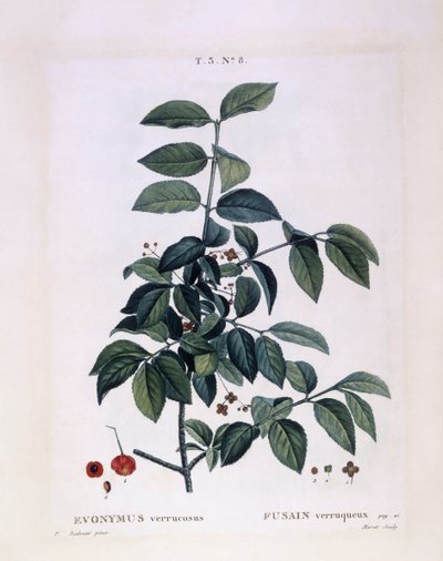 Bonetero (Euonymus verrucosus), placa botánica de Pierre Joseph Redouté de Pierre Joseph Redouté